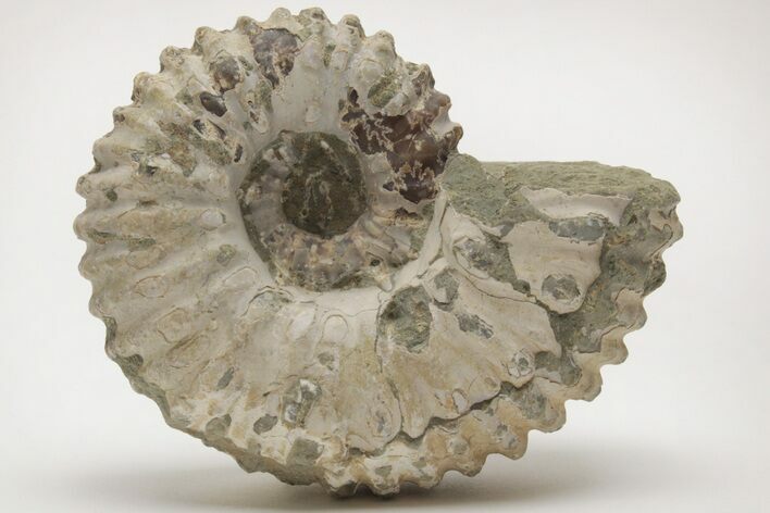 Bumpy Ammonite (Douvilleiceras) Fossil - Madagascar #205046